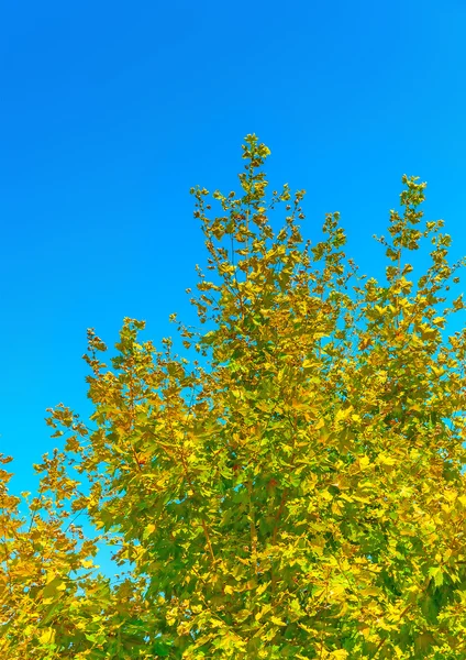 Árbol againt cielo azul —  Fotos de Stock