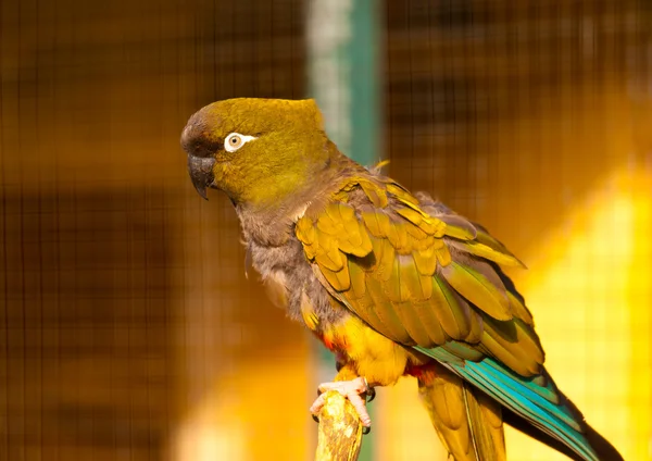 Belo papagaio colorido — Fotografia de Stock