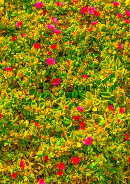 Eski bir geleneksel ev bir çit detay