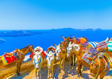 Şirin katırlar turistler için bekliyor