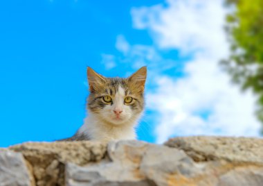 küçük kedi bakıyor