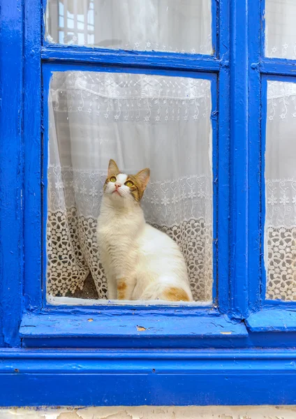 açık bir pencere içinde güzel kedi