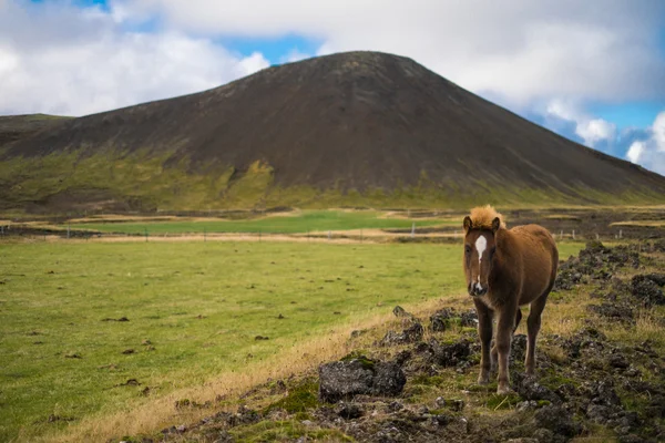 İzlanda midilli arazide