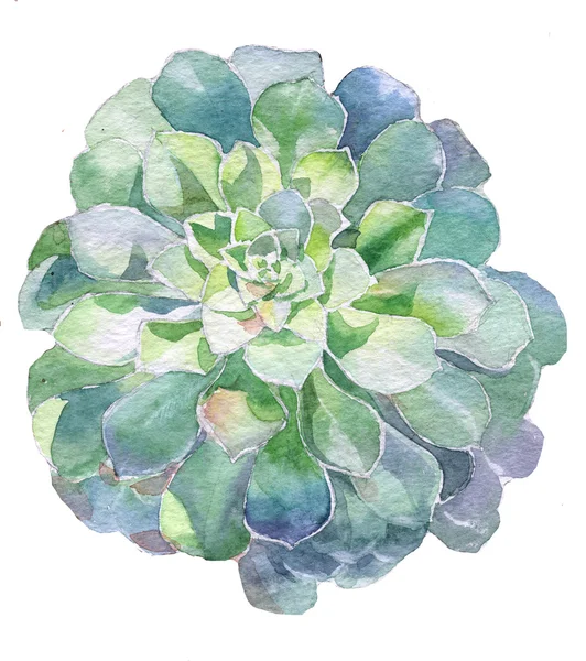 Akvarell saftig växt — Stockfoto