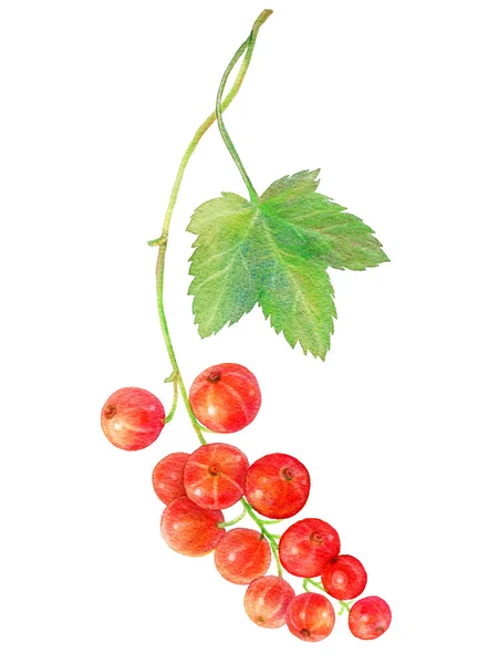 Handgezeichnete Aquarellmalerei rote Johannisbeeren — Stockfoto