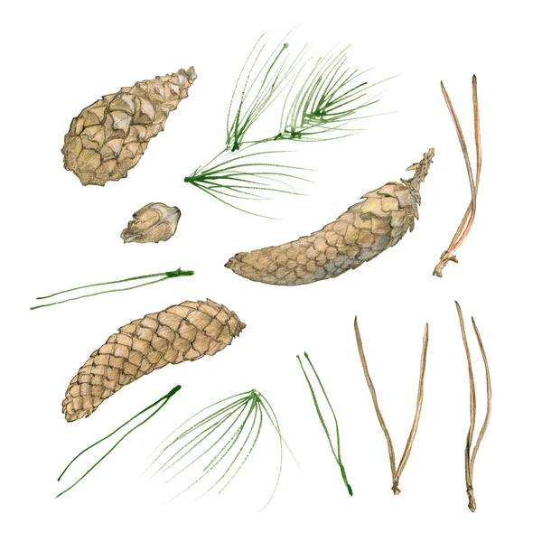 Hand drawn cones and fir-needles isolated on white — Stock Photo, Image