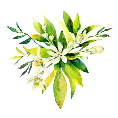 El yapımı suluboya, portakal, mandalina, yaprak ve çiçeklerden oluşan güzel bir kompozisyon. Kutlama kartları, düğün davetiyeleri için parlak, lezzetli ve tatlı meyvelerin çizimi