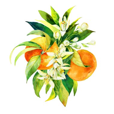 El yapımı suluboya, portakal, mandalina, yaprak ve çiçeklerden oluşan güzel bir kompozisyon. Kutlama kartları, düğün davetiyeleri için parlak, lezzetli ve tatlı meyvelerin çizimi