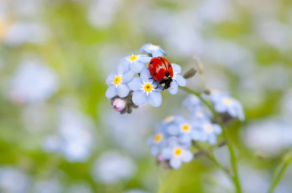 Mariquita en la flor — Foto de Stock