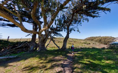 Point Reyes, ABD - 03 Mart 2012: Point Reyes California 'nın doğal güzelliğinin tadını çıkaran yürüyüşçüler açık bir gökyüzü altında uzun ağaçlar ve manzaralı manzaralarla çevrili.