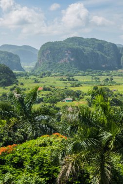 Vinales, Küba - 10 Temmuz 2018: Vinales Vadisi Küba 'da yemyeşil ve kireçtaşı mogotların UNESCO mirası ve çarpıcı doğal manzaralar sergilemesi.