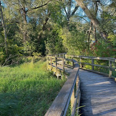 Port Perry, Kanada - 12 Ağustos 2023: bataklık ve gölün etrafındaki yeşilliklerle dolu bir sahil yürüyüşü.