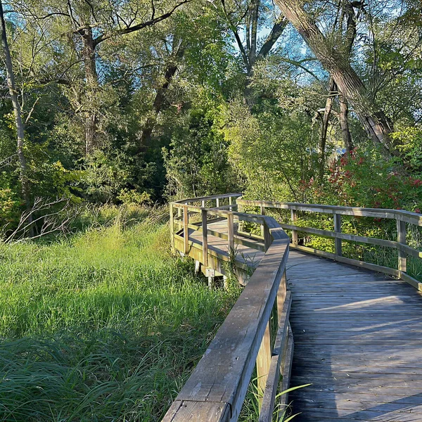 Port Perry, Kanada - 12 Ağustos 2023: bataklık ve gölün etrafındaki yeşilliklerle dolu bir sahil yürüyüşü.