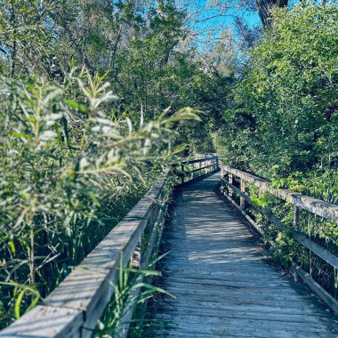 Port Perry, Kanada - 12 Ağustos 2023: bataklık ve gölün etrafındaki yeşilliklerle dolu bir sahil yürüyüşü.