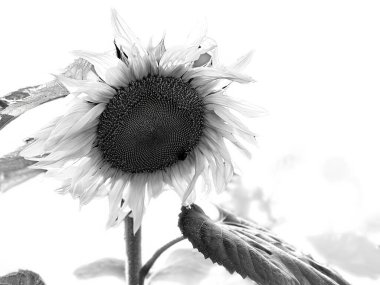 Parlak sarı ayçiçeklerinden oluşan bir tarla yaz mevsiminde güzelliklerini sergileyen beyaz bir arkaplan karşısında duruyor..