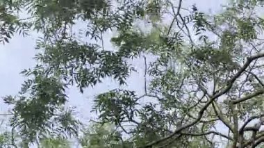 Parlak yeşil yapraklar, açık mavi bir gökyüzünün altında, ağaç dalları arasında yavaşça sallanıyor. Yukarıdaki huzurlu manzaranın tadını çıkar..