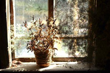 Kurutulmuş çiçekli sepet. Eski evinde penceresinin üzerinde kuru çiçekler buket.