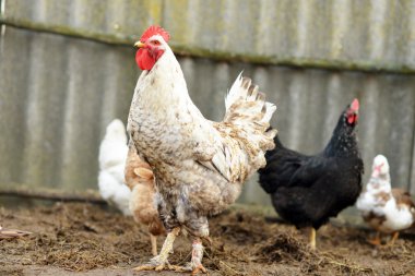 Çiftlik. Piliçler. Tavuk kanı bahçeye yürür.