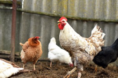 Çiftlik. Piliçler. Tavuk kanı bahçeye yürür.