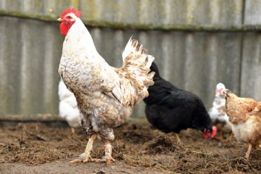 Çiftlik. Piliçler. Tavuk kanı bahçeye yürür.