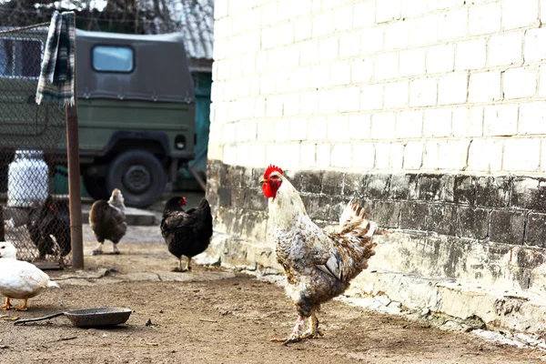 Çiftlik. Piliçler. Tavuk kanı bahçeye yürür.