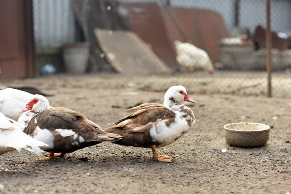 Farm. Hens. Poultry walks across the yard. — Stock Photo, Image