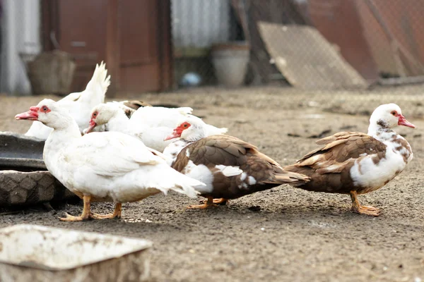 Bauernhof. Hühner. Geflügel wandert über den Hof. — Stockfoto