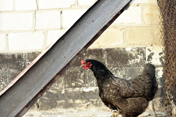 Farm. Tyúkok. Baromfi sétál át az udvaron. — Stock Fotó