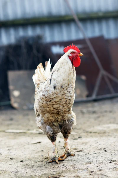 Çiftlik. Piliçler. Tavuk kanı bahçeye yürür.