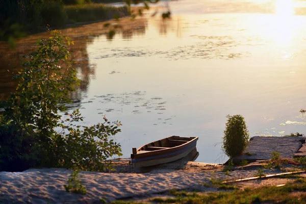 Verão. Belo campo de floração ao pôr do sol . Fotos De Bancos De Imagens Sem Royalties