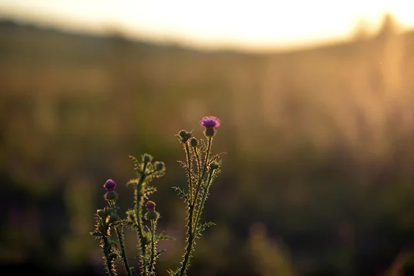 Verão. Belo campo de floração ao pôr do sol . Fotos De Bancos De Imagens