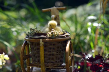 Bir bisiklet üzerinde sevimli ördek yavrusu . 