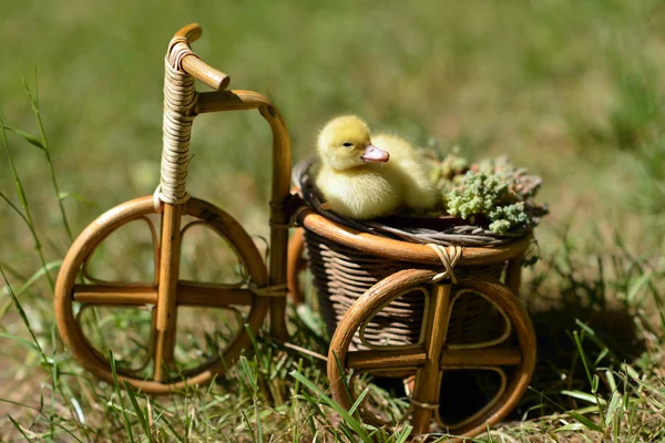 Lindo patito en una bicicleta  . — Foto de Stock