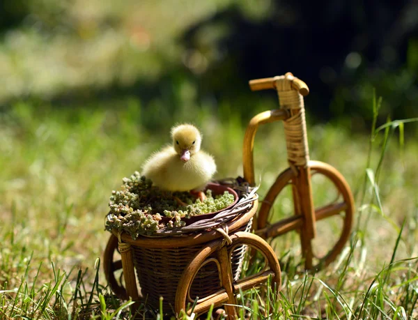 自転車に乗ってかわいいアヒルの子 . — ストック写真