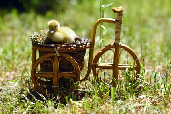 Pato bonito em uma bicicleta  . — Fotografia de Stock