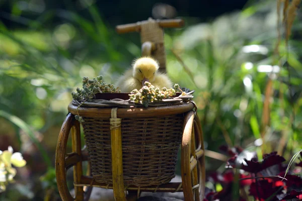 Bir bisiklet üzerinde sevimli ördek yavrusu . 