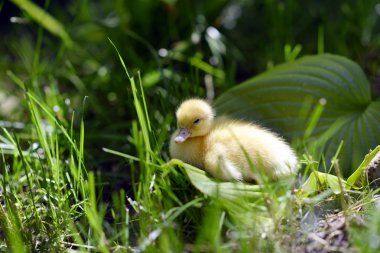 Çimenlerdeki sevimli ördek yavrusu.
