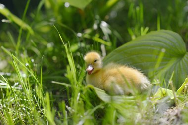 Çimenlerdeki sevimli ördek yavrusu.