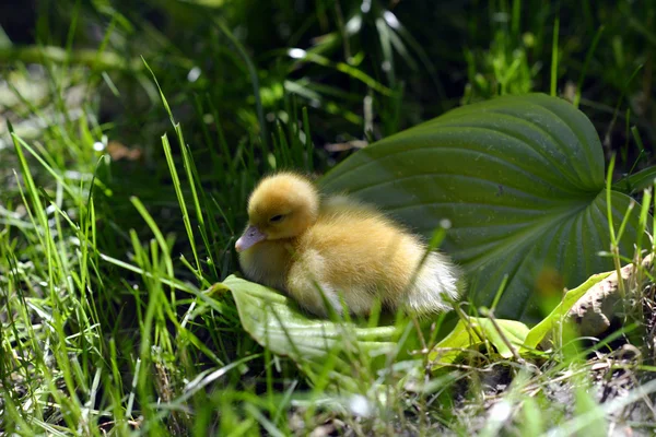 Cute duckling in grass.