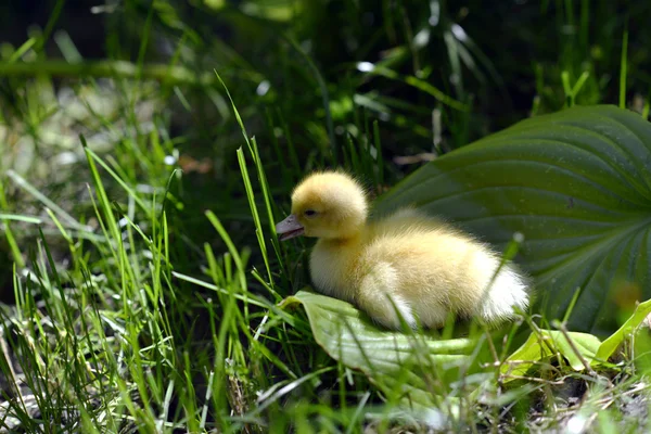 Mignon canard dans l'herbe. — Photo