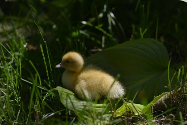 Cute duckling in grass. — Stock Photo, Image