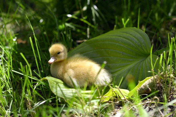 Aranyos kiskacsa a fűben. — Stock Fotó