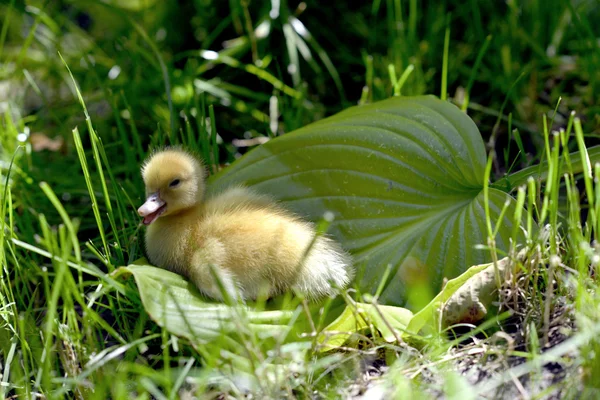 Roztomilé kachňátko v trávě. — Stock fotografie
