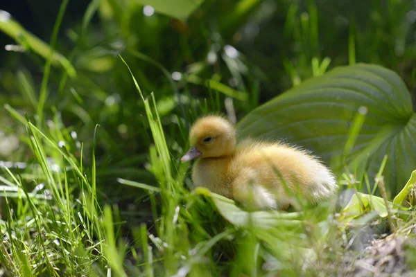Słodkie kaczątko w trawie. — Zdjęcie stockowe
