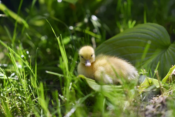 Słodkie kaczątko w trawie. — Zdjęcie stockowe