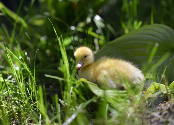 Cute duckling in grass. — Stock Photo, Image