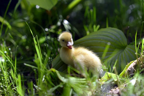Mignon canard dans l'herbe. — Photo