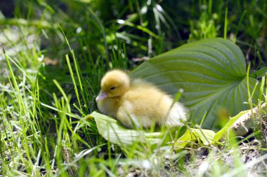 Çimenlerdeki sevimli ördek yavrusu. 