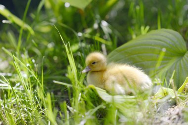 Çimenlerdeki sevimli ördek yavrusu. 