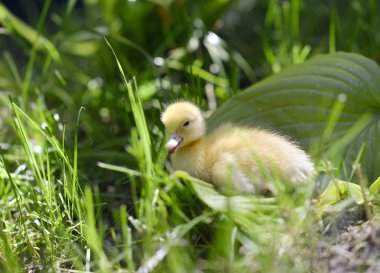 Çimenlerdeki sevimli ördek yavrusu. 